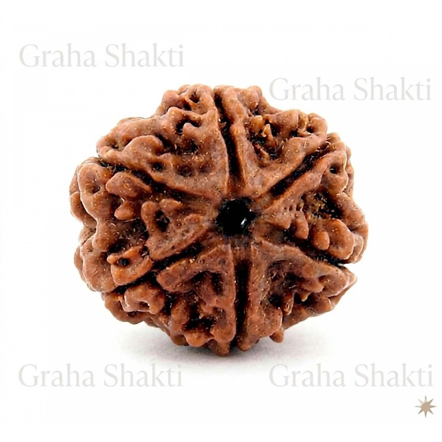 Natural 6 Mukhi Rudraksha (Nepali)
