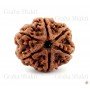 Natural 6 Mukhi Rudraksha (Nepali)