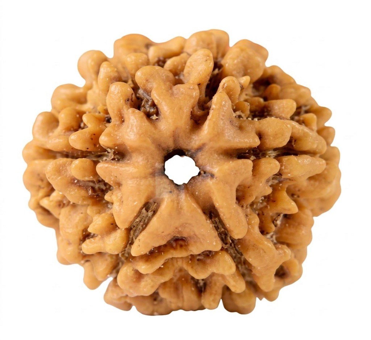 Natural 6 Mukhi Rudraksha (Nepali)
