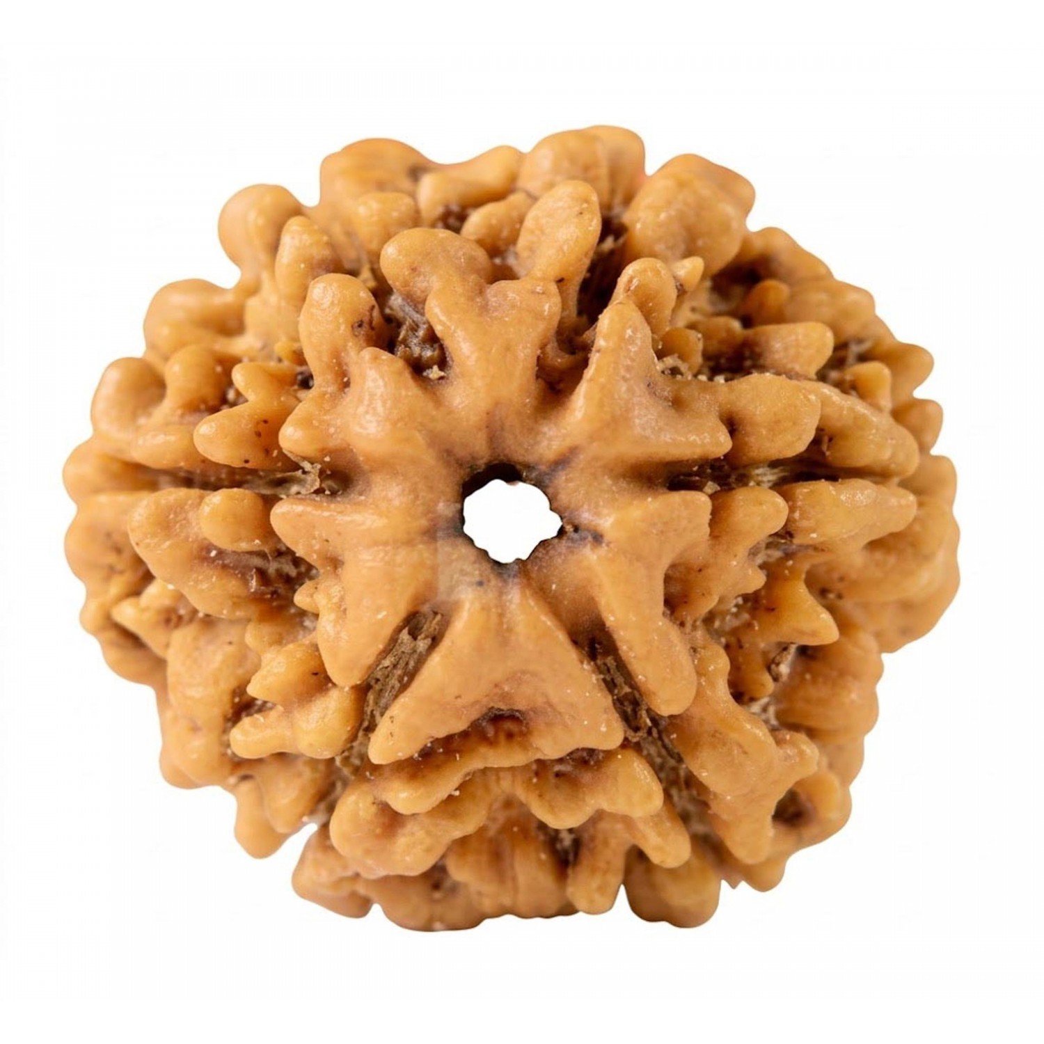 Natural 6 Mukhi Rudraksha (Nepali)