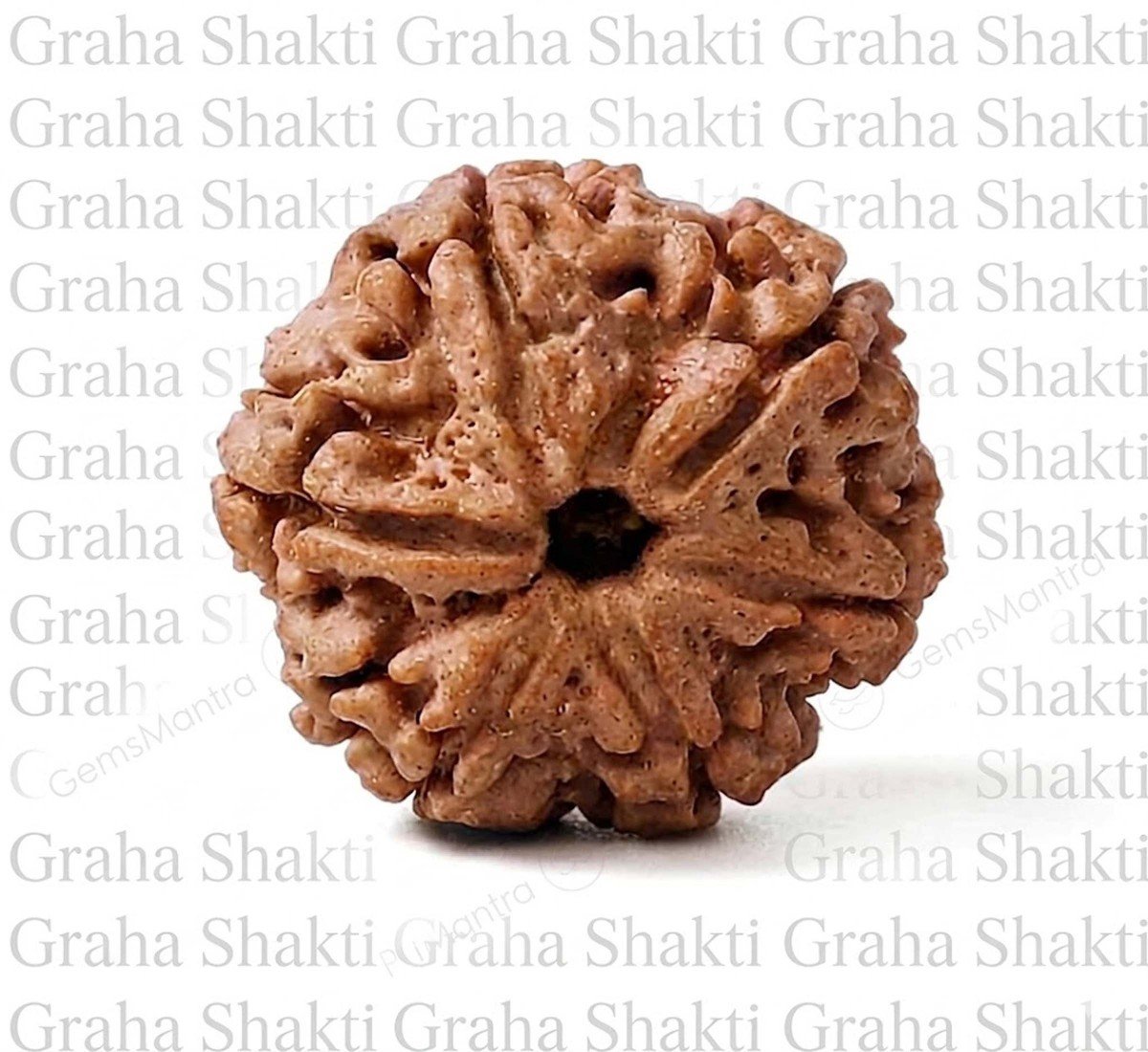 Natural 6 Mukhi Rudraksha (Nepali)