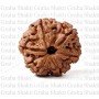 Natural 6 Mukhi Rudraksha (Nepali)