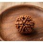 Natural 6 Mukhi Rudraksha (Nepali)