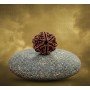 Natural 6 Mukhi Rudraksha (Nepali)