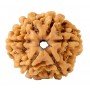 Natural 6 Mukhi Rudraksha (Nepali)
