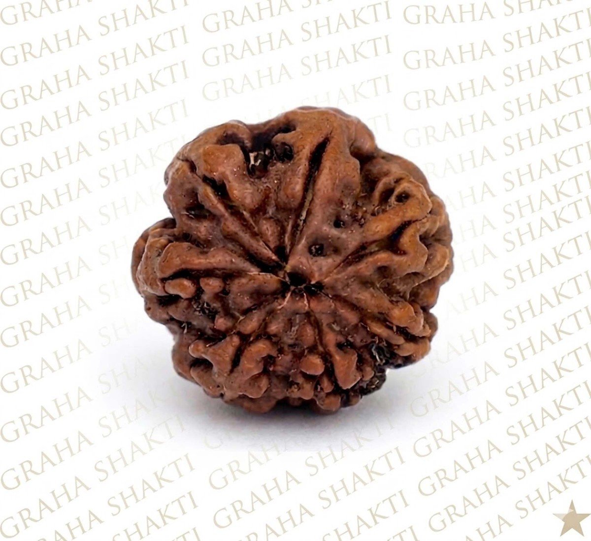 Natural7 Mukhi Rudraksha 