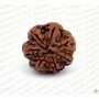Natural7 Mukhi Rudraksha 