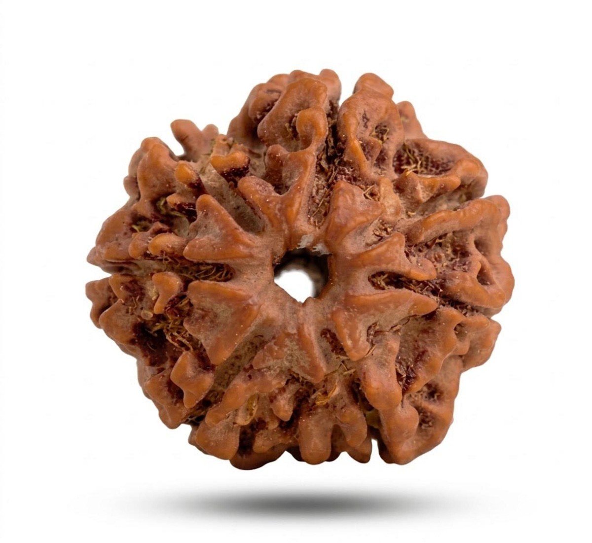 Natural7 Mukhi Rudraksha 