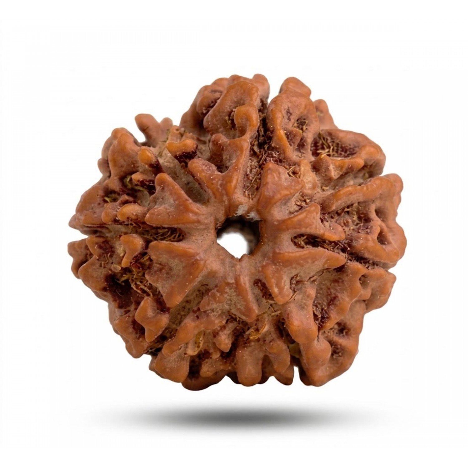 Natural7 Mukhi Rudraksha 
