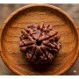 Natural7 Mukhi Rudraksha 