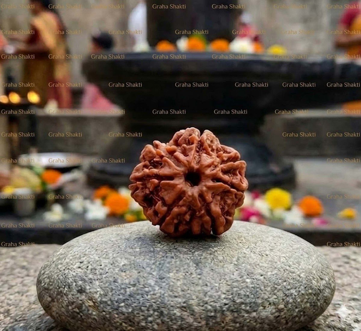 Natural7 Mukhi Rudraksha 
