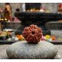 Natural7 Mukhi Rudraksha 