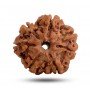 Natural7 Mukhi Rudraksha 