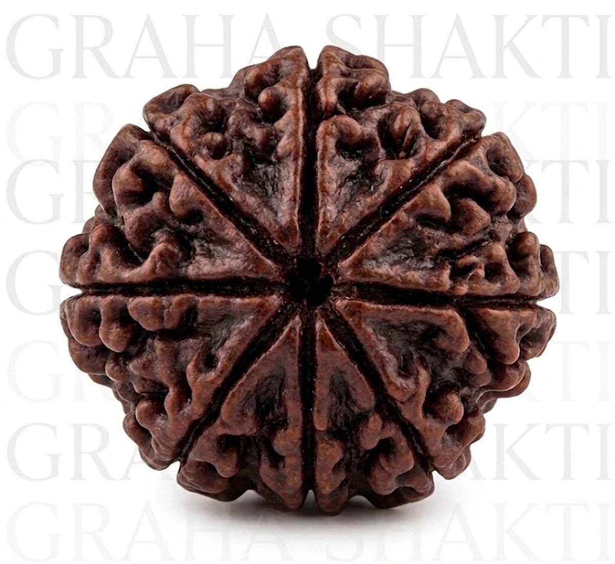 NaturaL 8 Mukhi Rudraksha 