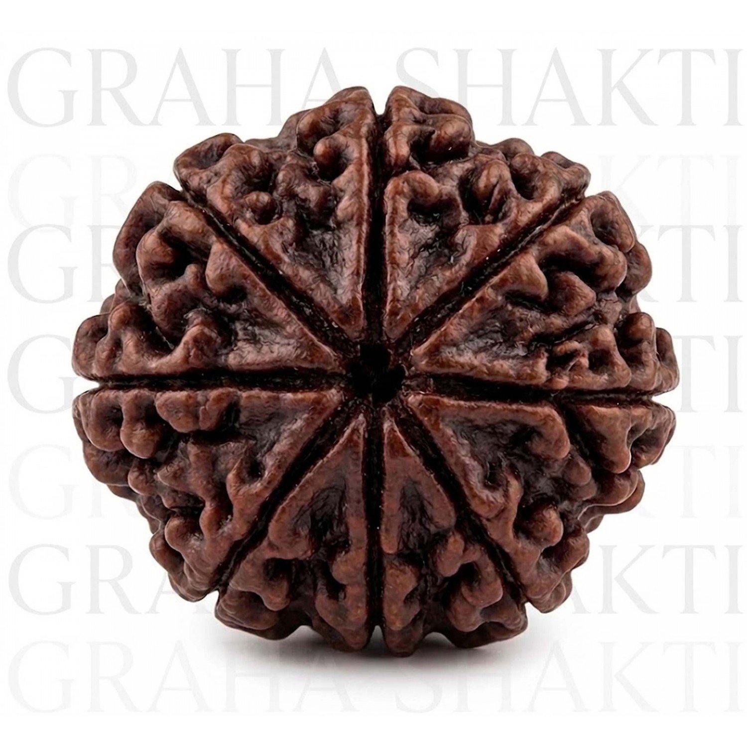 NaturaL 8 Mukhi Rudraksha 