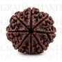 NaturaL 8 Mukhi Rudraksha 