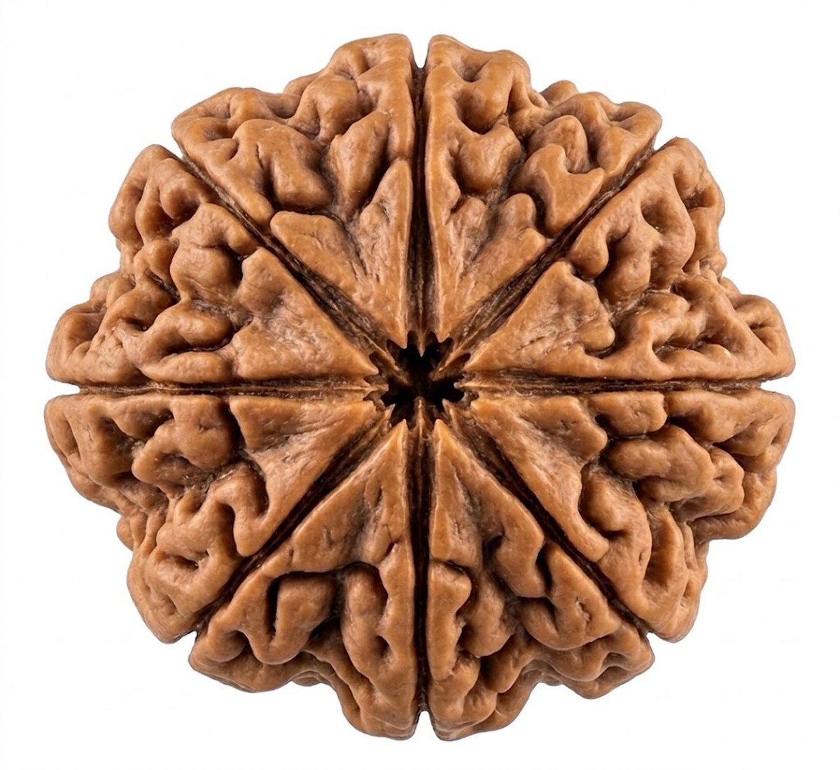 NaturaL 8 Mukhi Rudraksha 