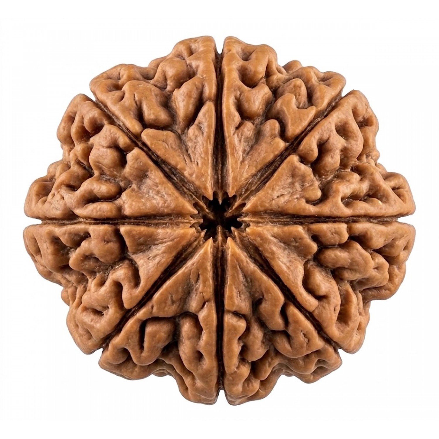 NaturaL 8 Mukhi Rudraksha 