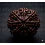 NaturaL 8 Mukhi Rudraksha 
