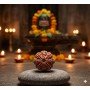 NaturaL 8 Mukhi Rudraksha 