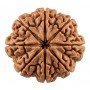 NaturaL 8 Mukhi Rudraksha 