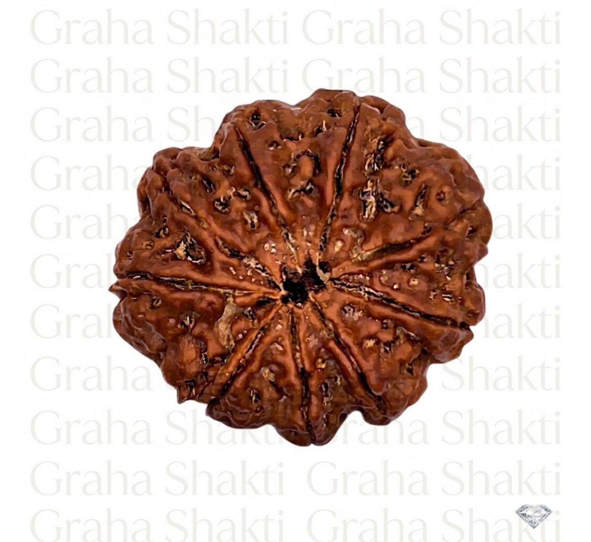 Natural 9 Mukhi Rudraksha 