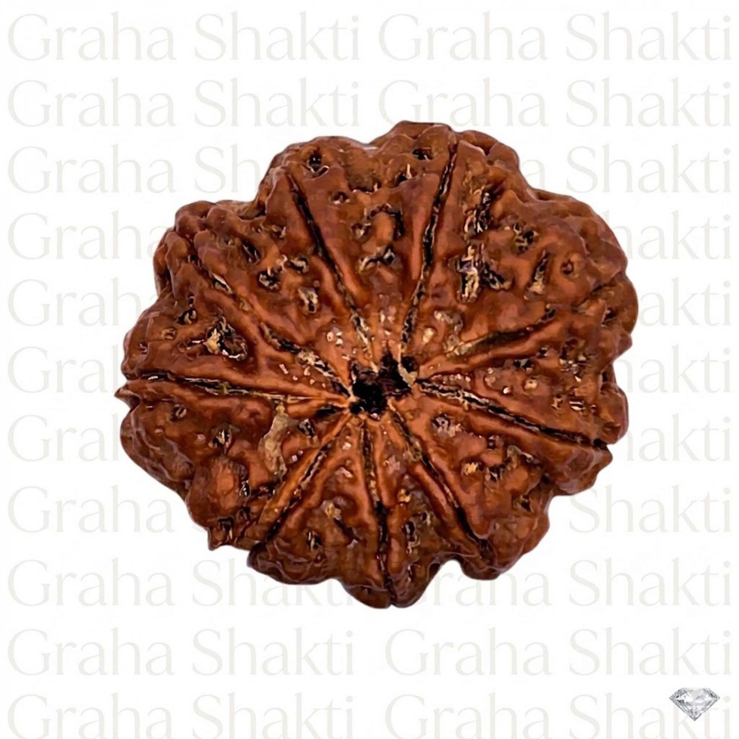 Natural 9 Mukhi Rudraksha 