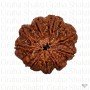 Natural 9 Mukhi Rudraksha 