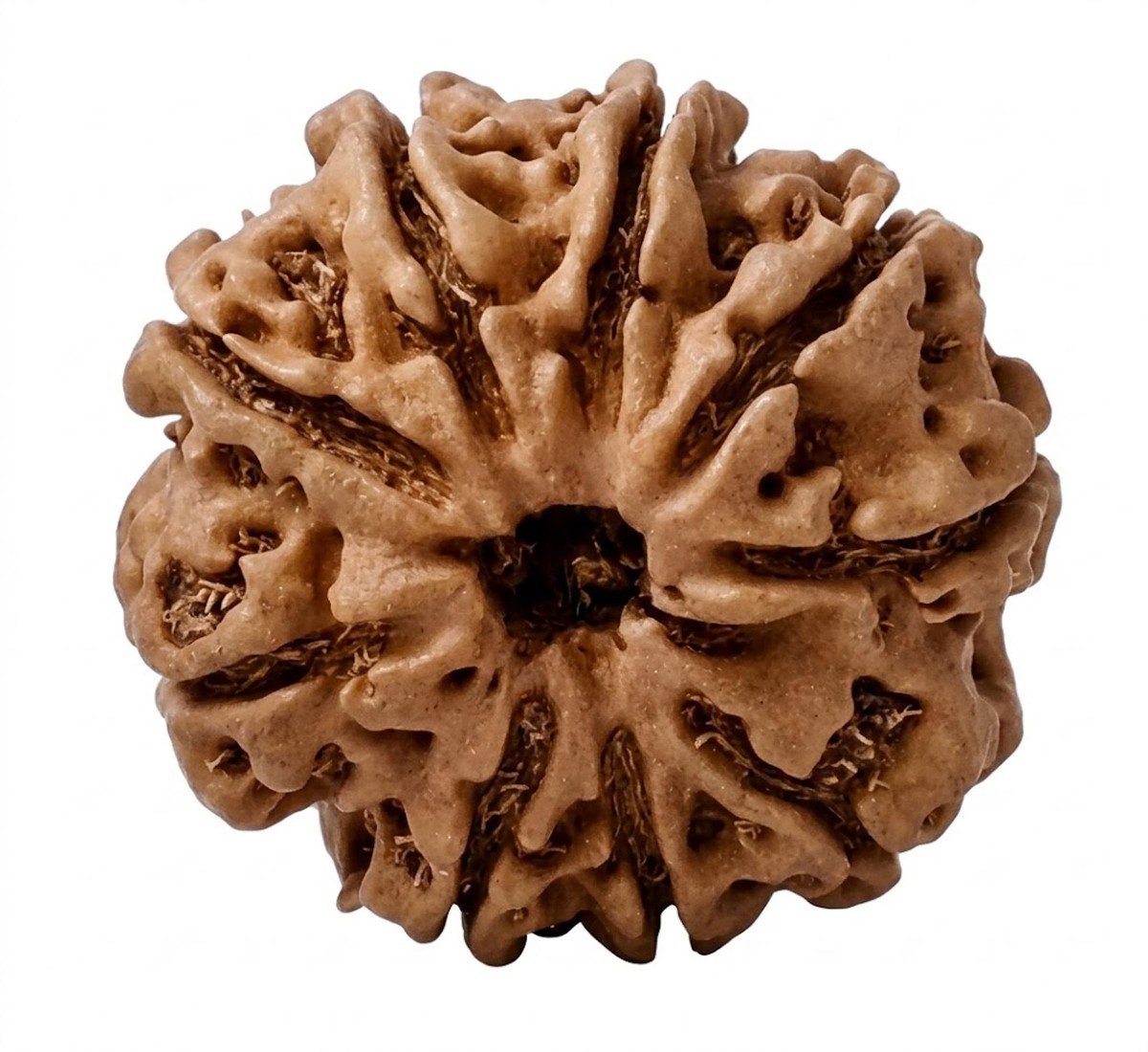 Natural 9 Mukhi Rudraksha 