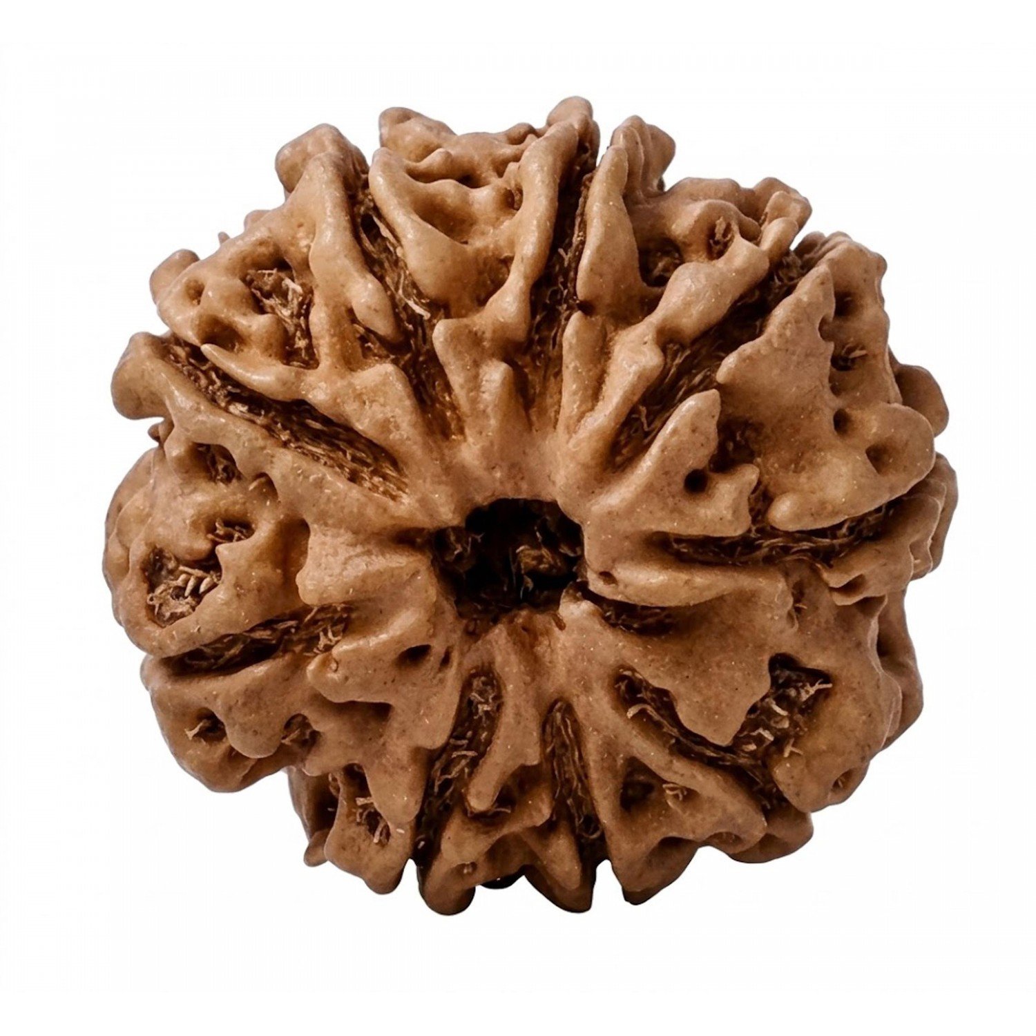 Natural 9 Mukhi Rudraksha 