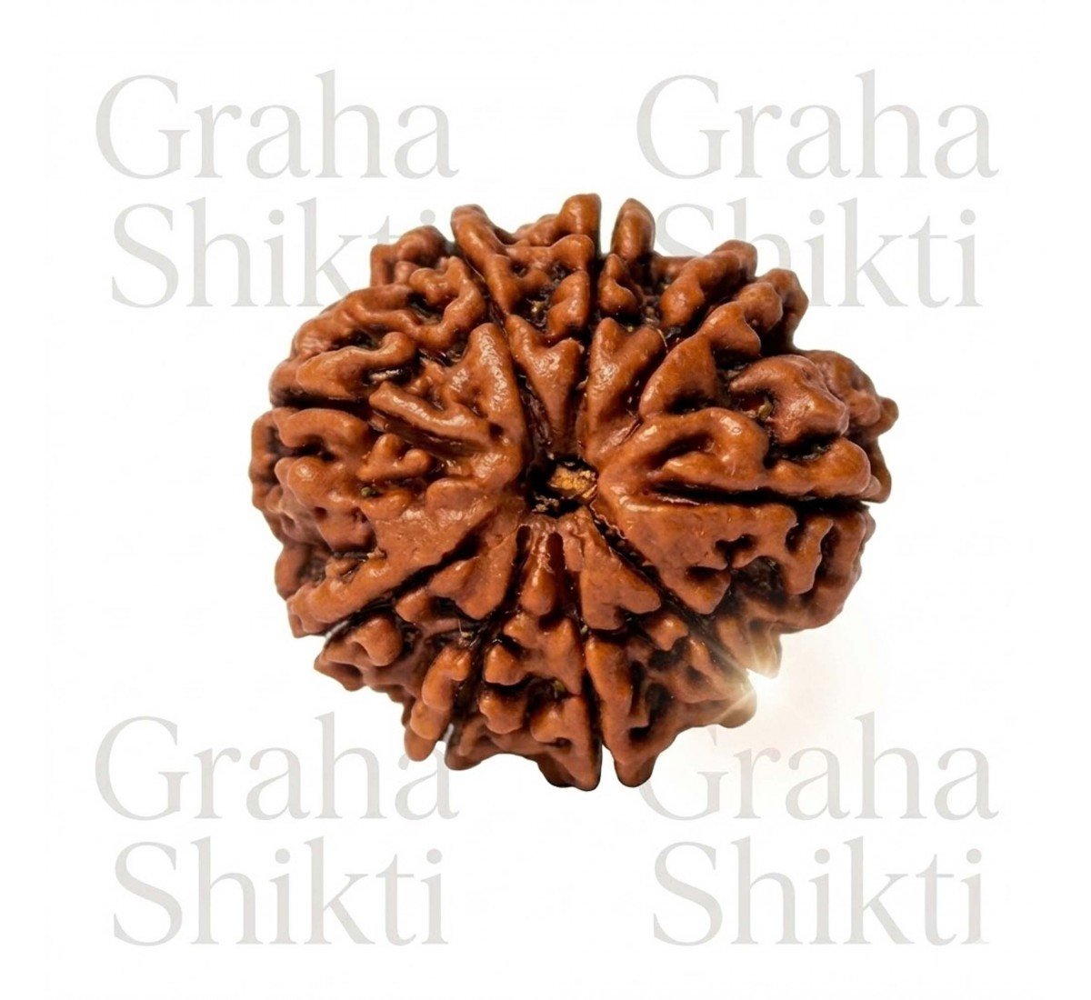 Natural 9 Mukhi Rudraksha 