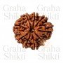 Natural 9 Mukhi Rudraksha 
