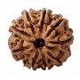 Natural 9 Mukhi Rudraksha 