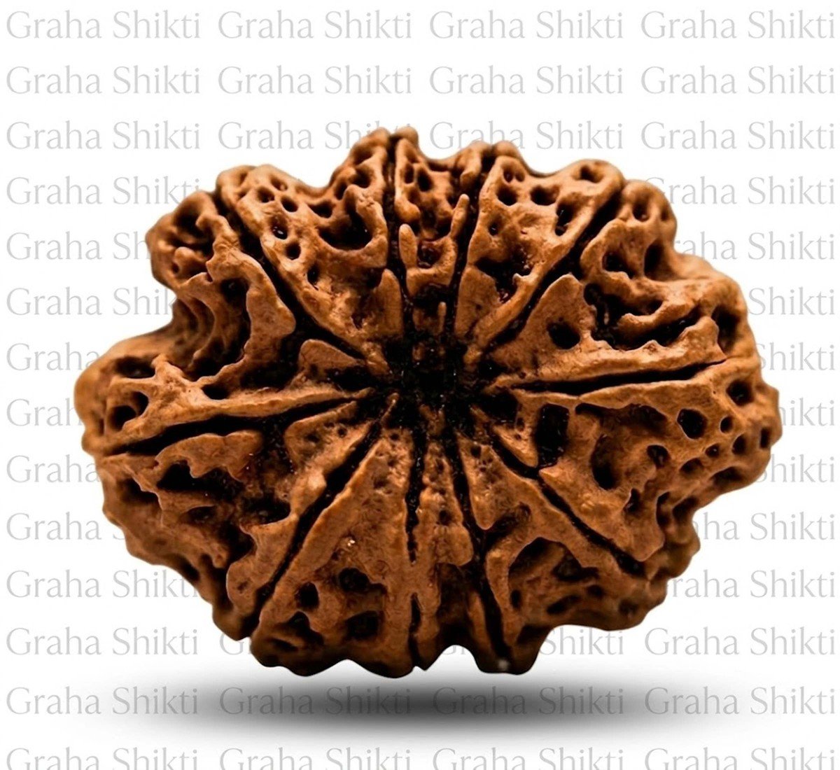 Natural 10 Mukhi Rudraksha (Nepali)
