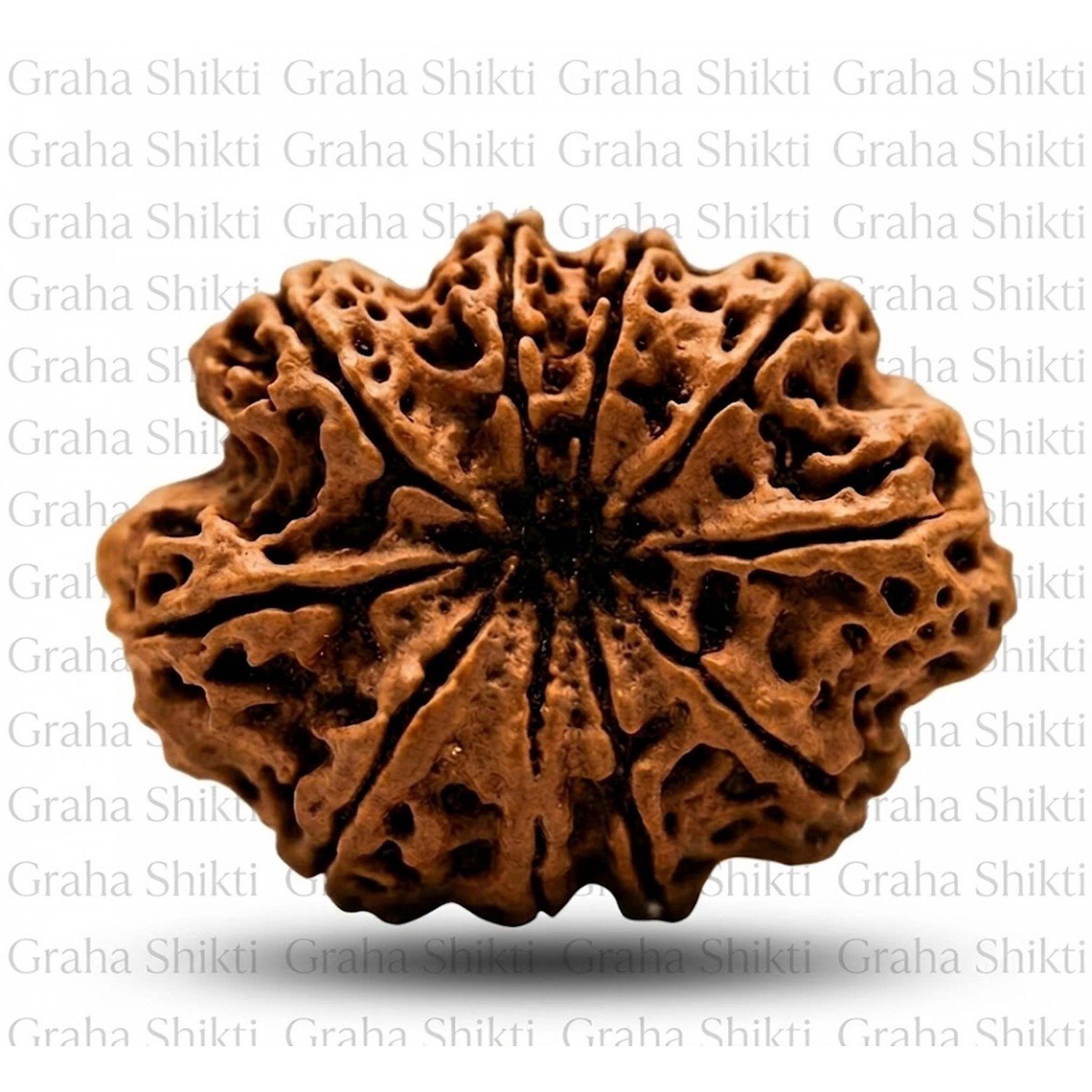 Natural 10 Mukhi Rudraksha (Nepali)