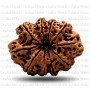 Natural 10 Mukhi Rudraksha (Nepali)