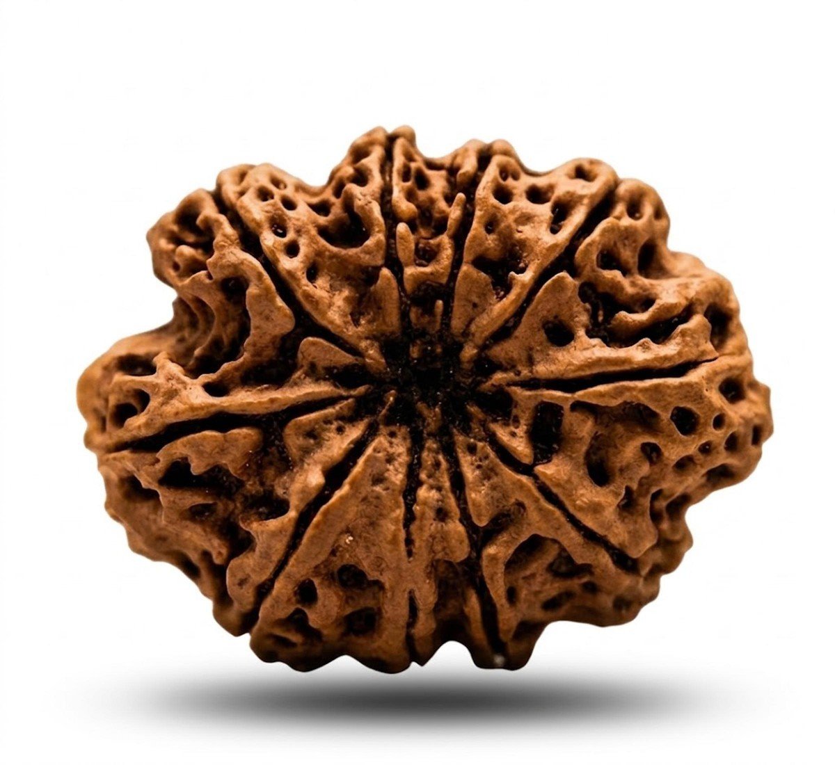 Natural 10 Mukhi Rudraksha (Nepali)