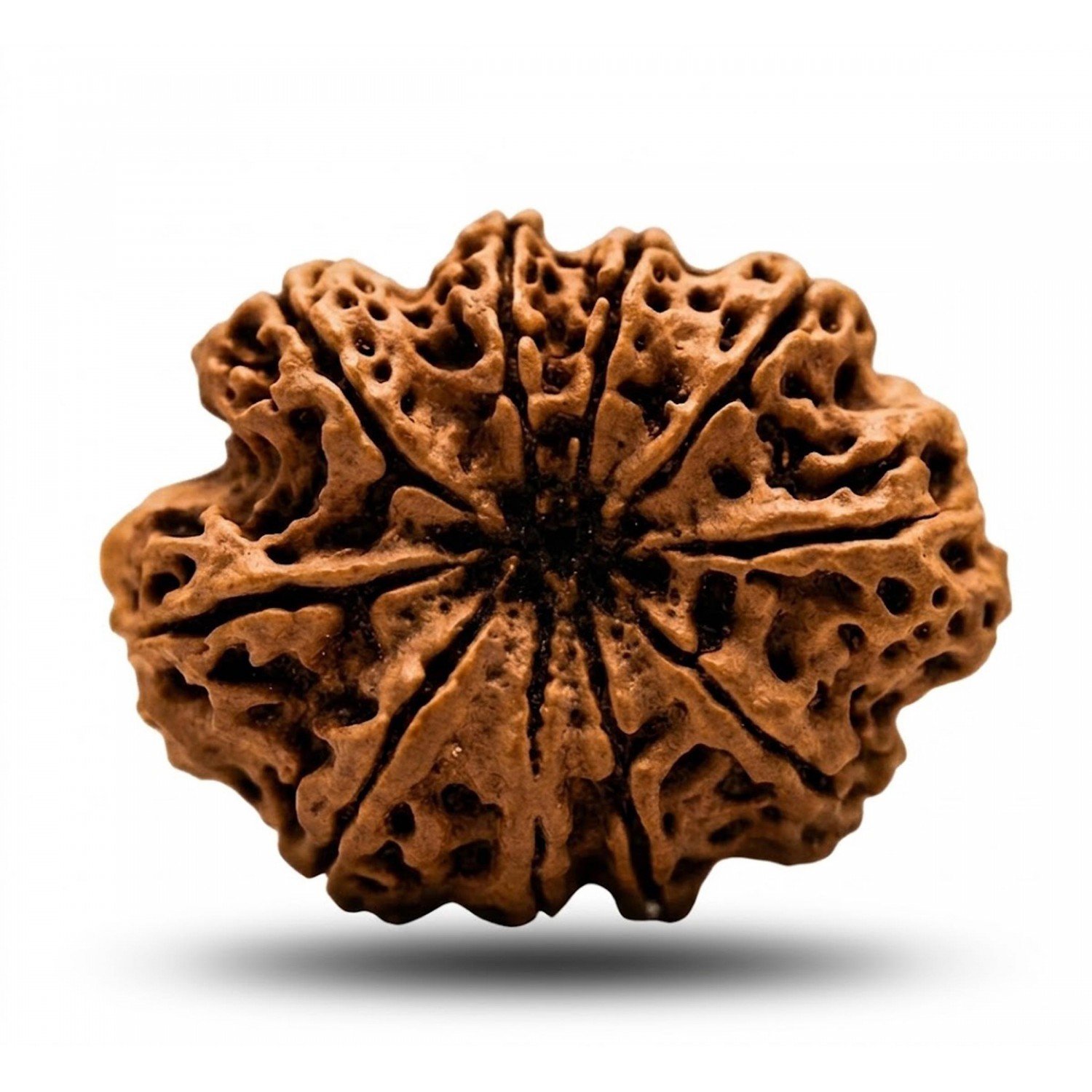 Natural 10 Mukhi Rudraksha (Nepali)