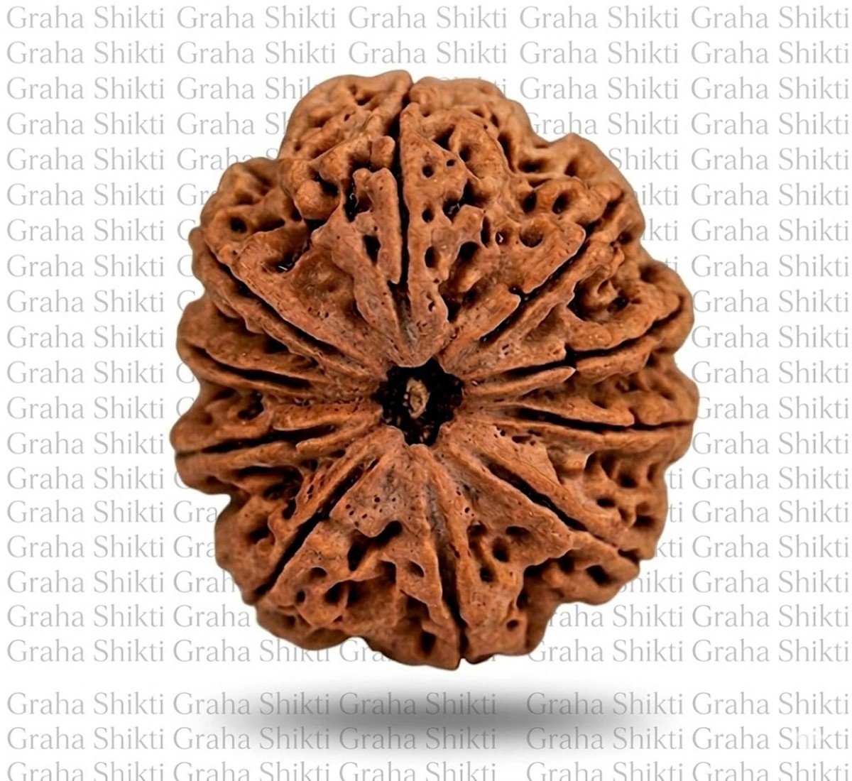 Natural 10 Mukhi Rudraksha (Nepali)