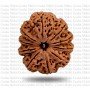 Natural 10 Mukhi Rudraksha (Nepali)