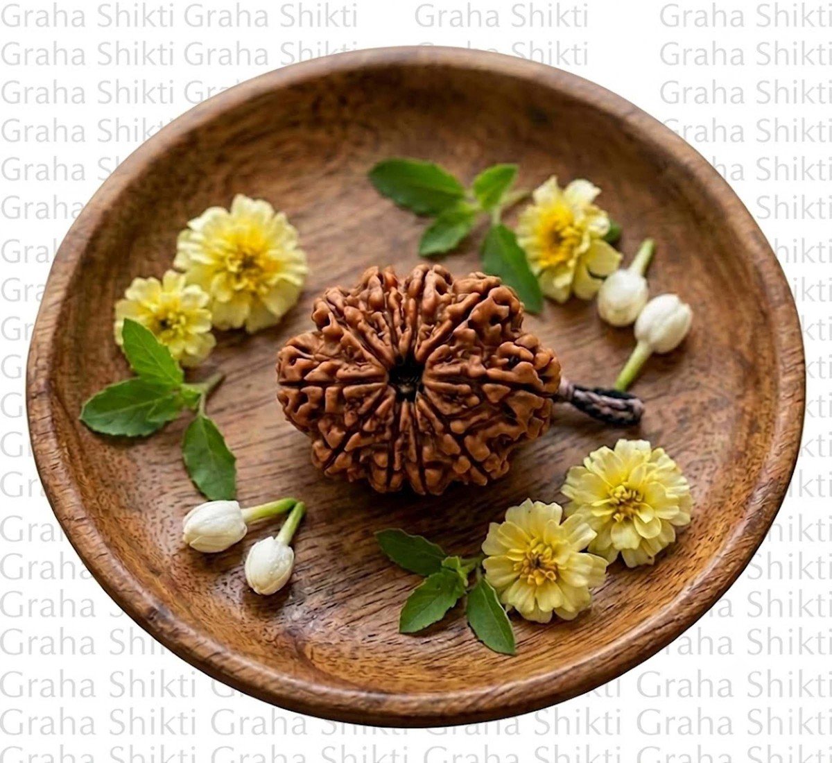 Natural 10 Mukhi Rudraksha (Nepali)