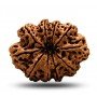 Natural 10 Mukhi Rudraksha (Nepali)