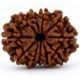 Natural 11 Mukhi Rudraksha 