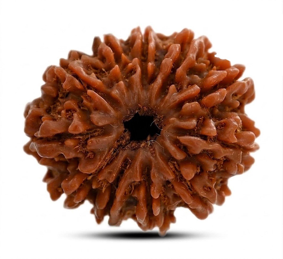 Natural 11 Mukhi Rudraksha 