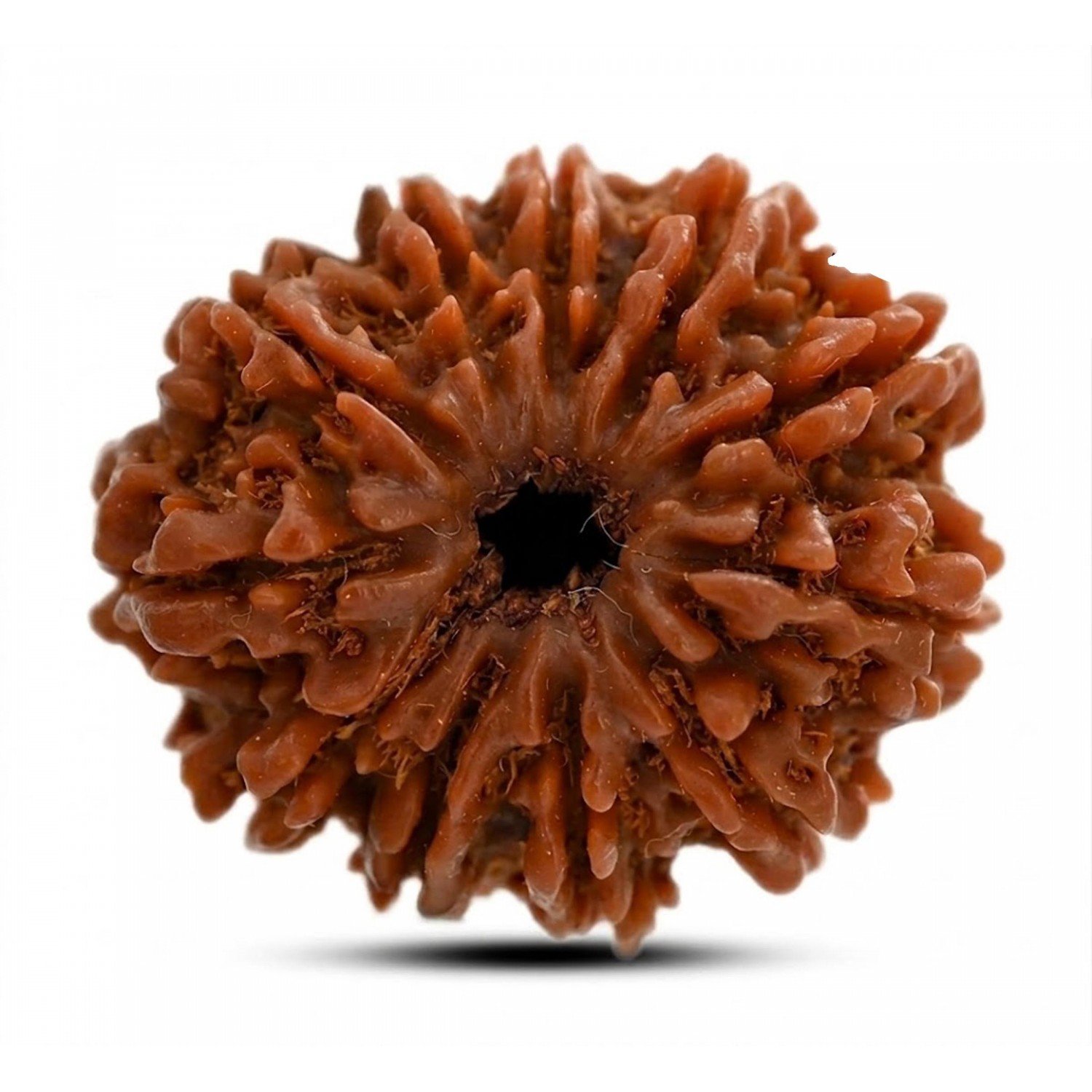 Natural 11 Mukhi Rudraksha 