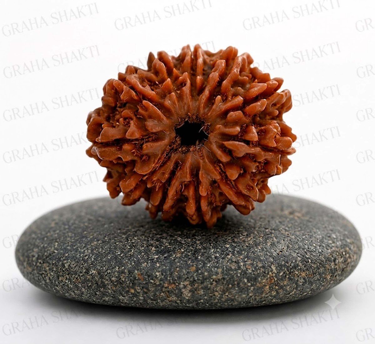 Natural 11 Mukhi Rudraksha 