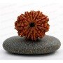 Natural 11 Mukhi Rudraksha 