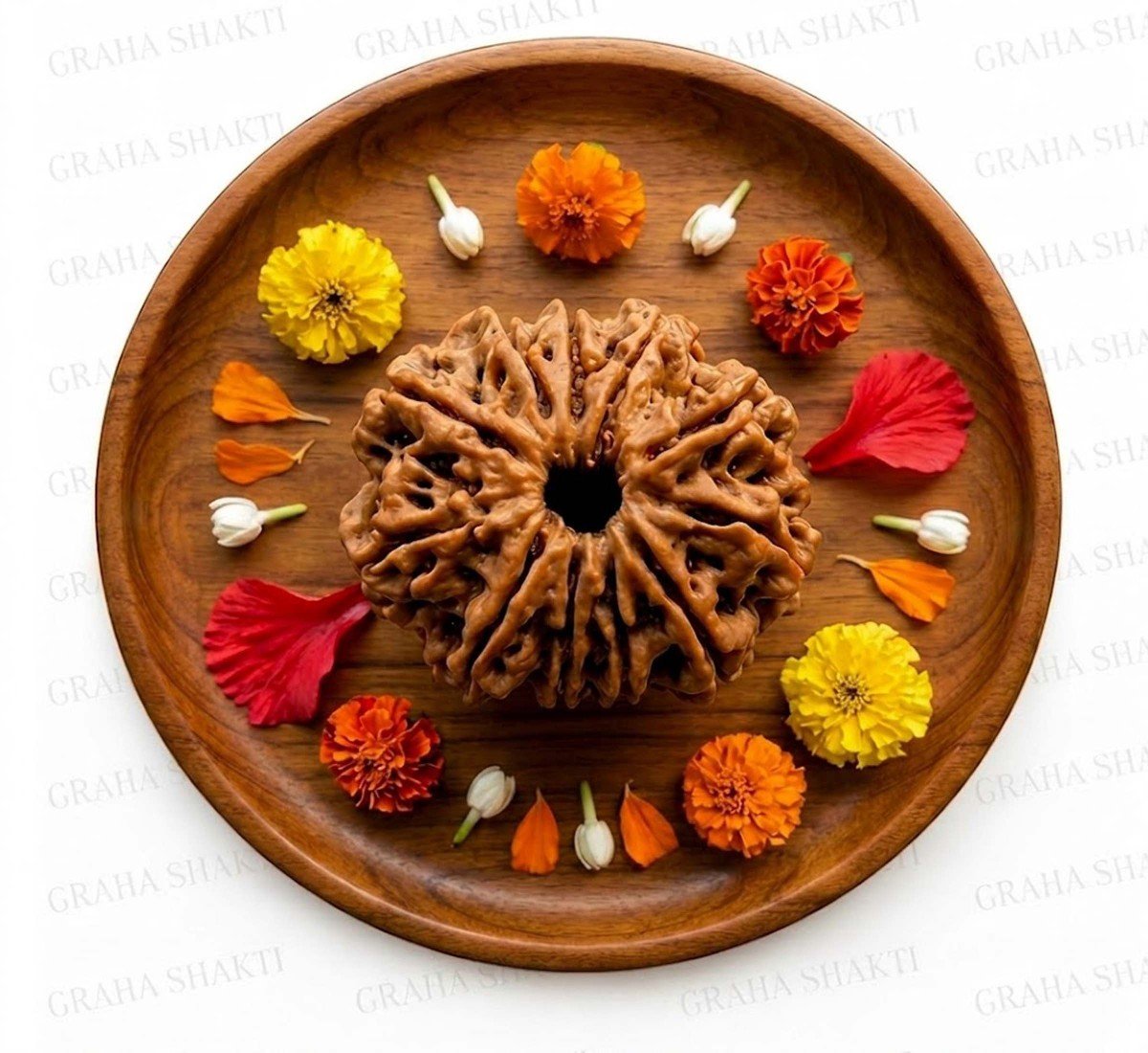 Natural 11 Mukhi Rudraksha 
