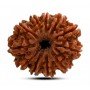 Natural 11 Mukhi Rudraksha 