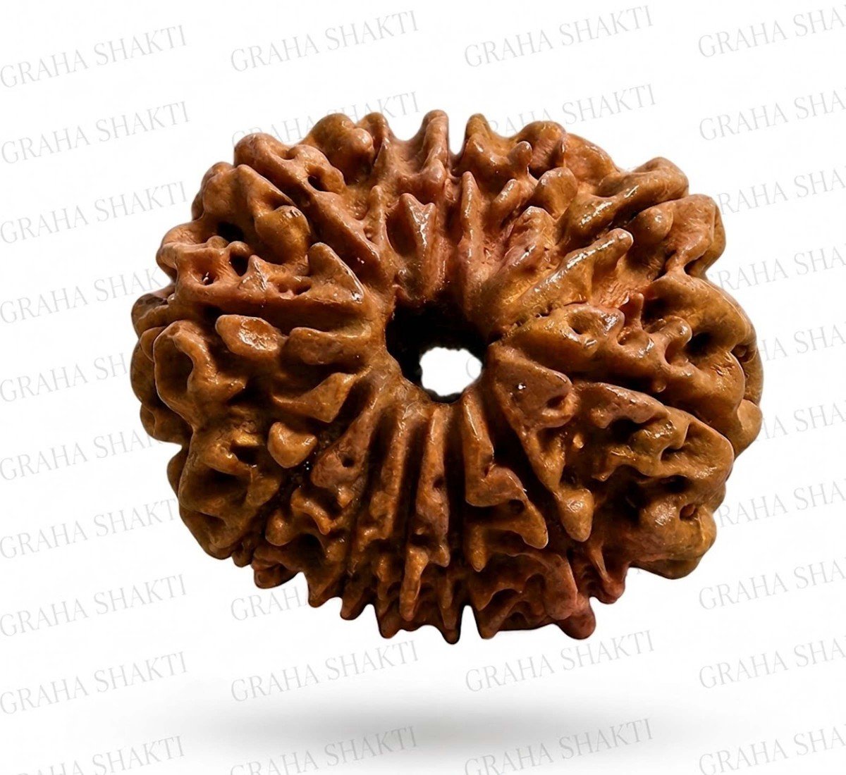 Natural 12 Mukhi Rudraksha 